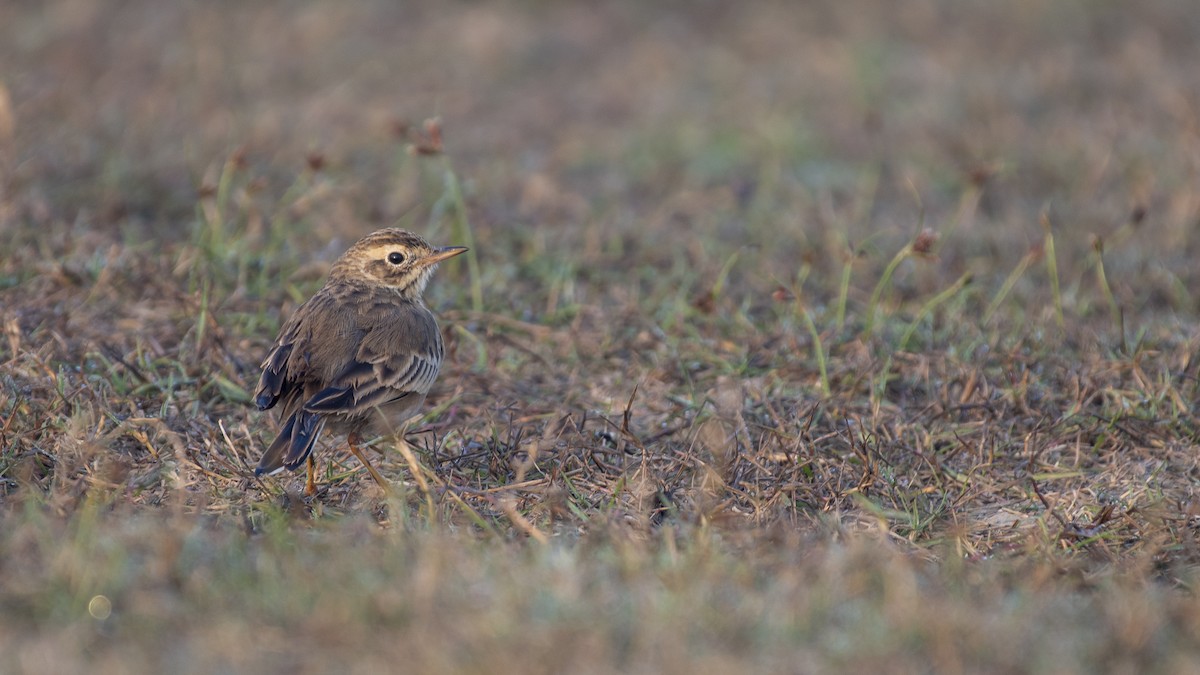 Paddyfield Pipit - ML646046562
