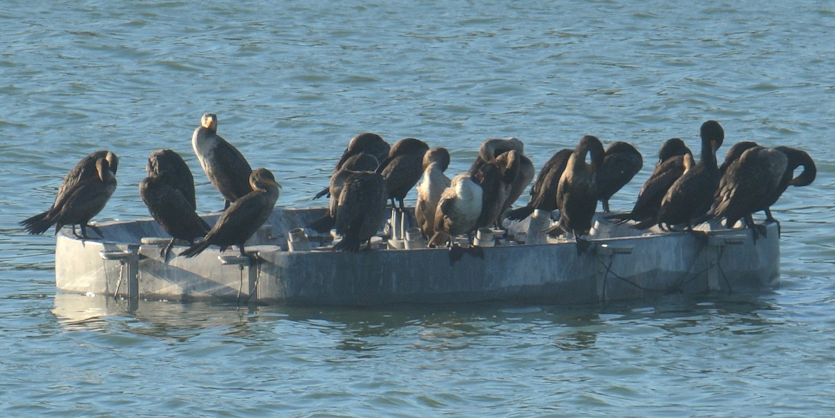 Double-crested Cormorant - ML646046566