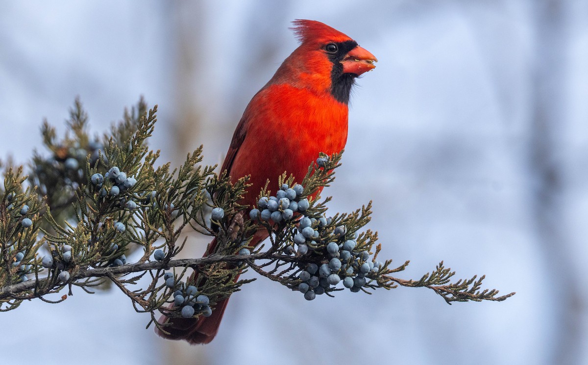 Northern Cardinal - ML646046576