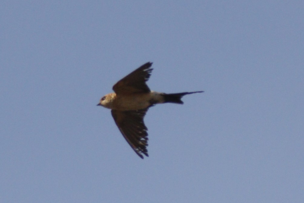 European Red-rumped Swallow - ML646046578