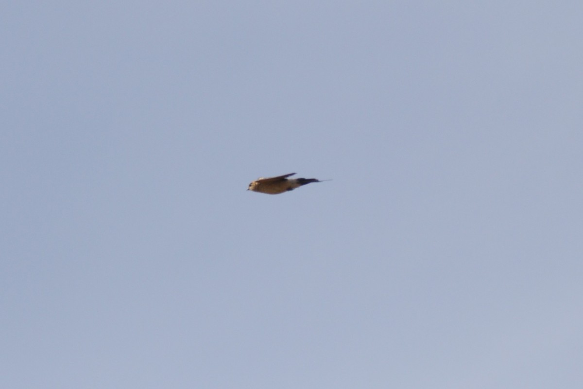 European Red-rumped Swallow - ML646046579