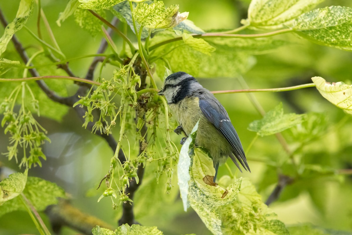 Herrerillo Común - ML646046580