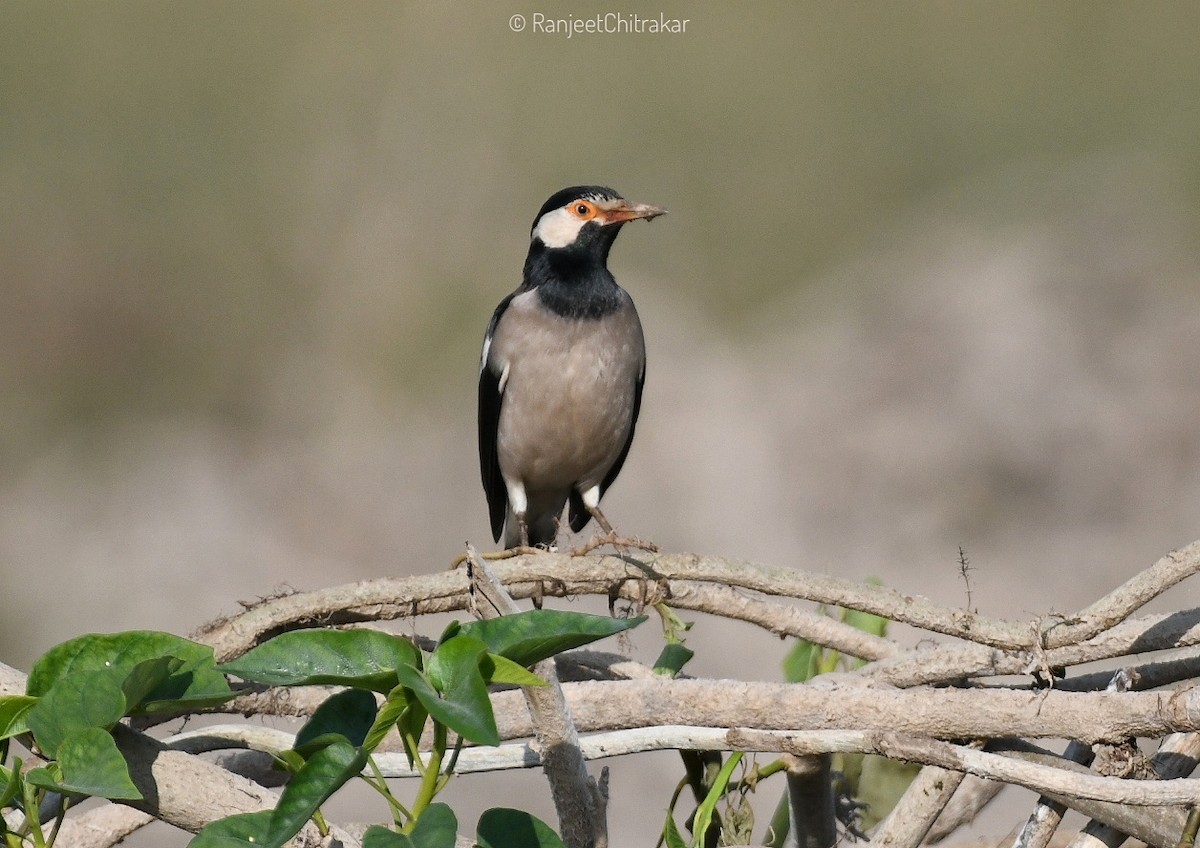 Indian Pied Starling - ML646046587