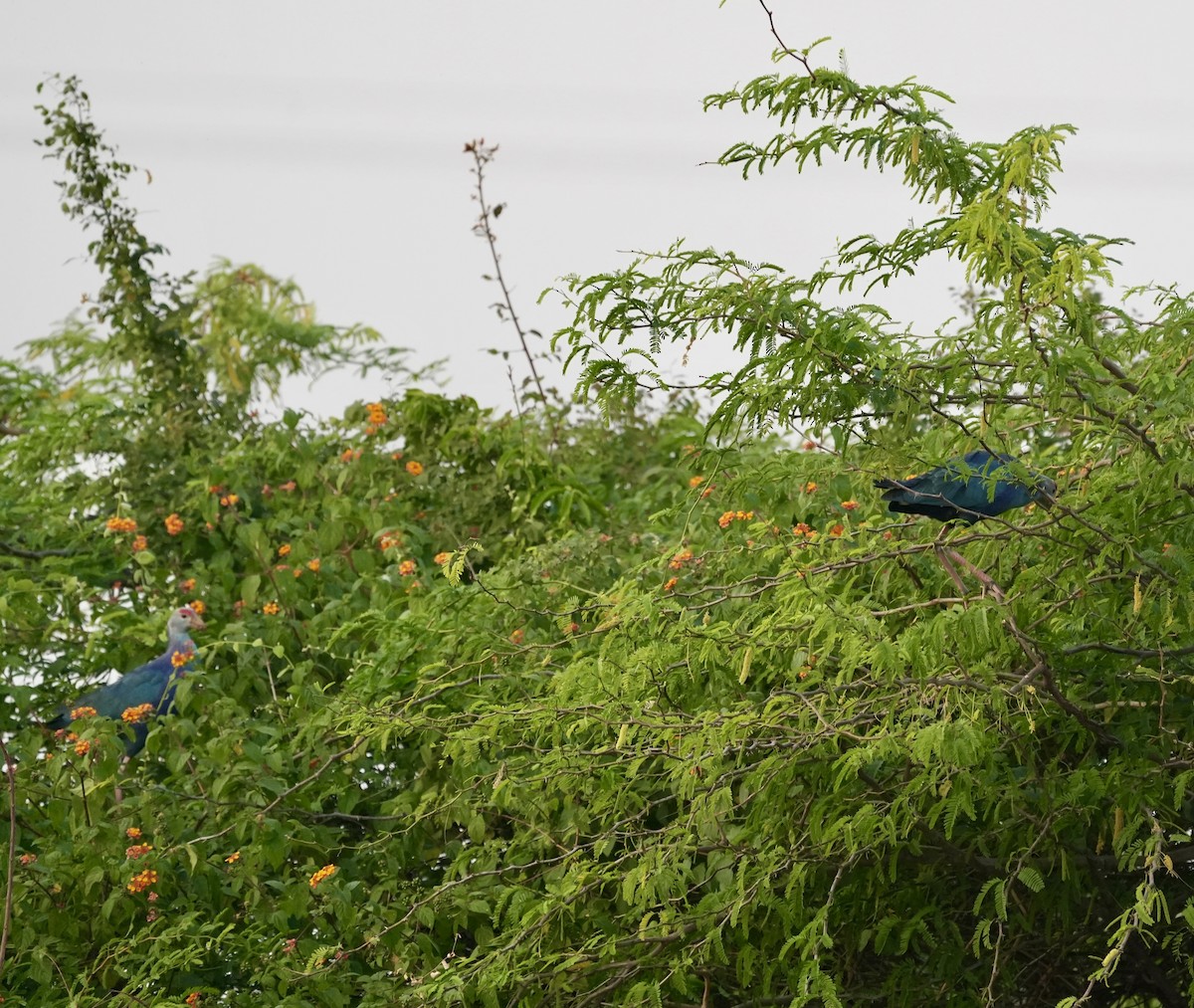 Gray-headed Swamphen - ML646046602