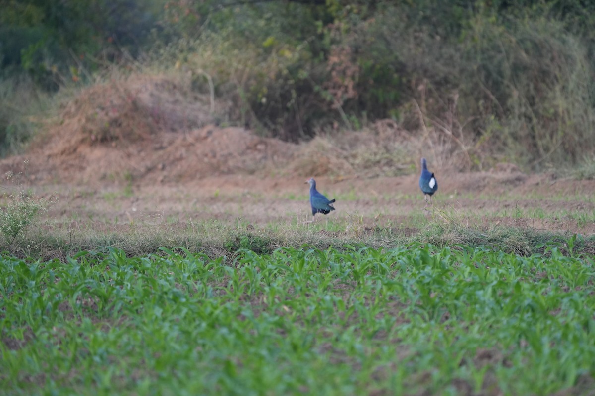 Gray-headed Swamphen - ML646046603