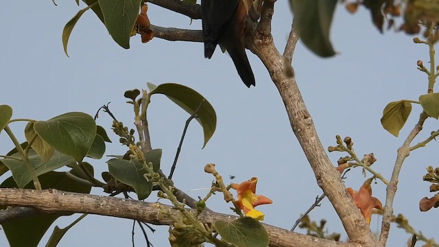 Chestnut-tailed Starling - ML646046611