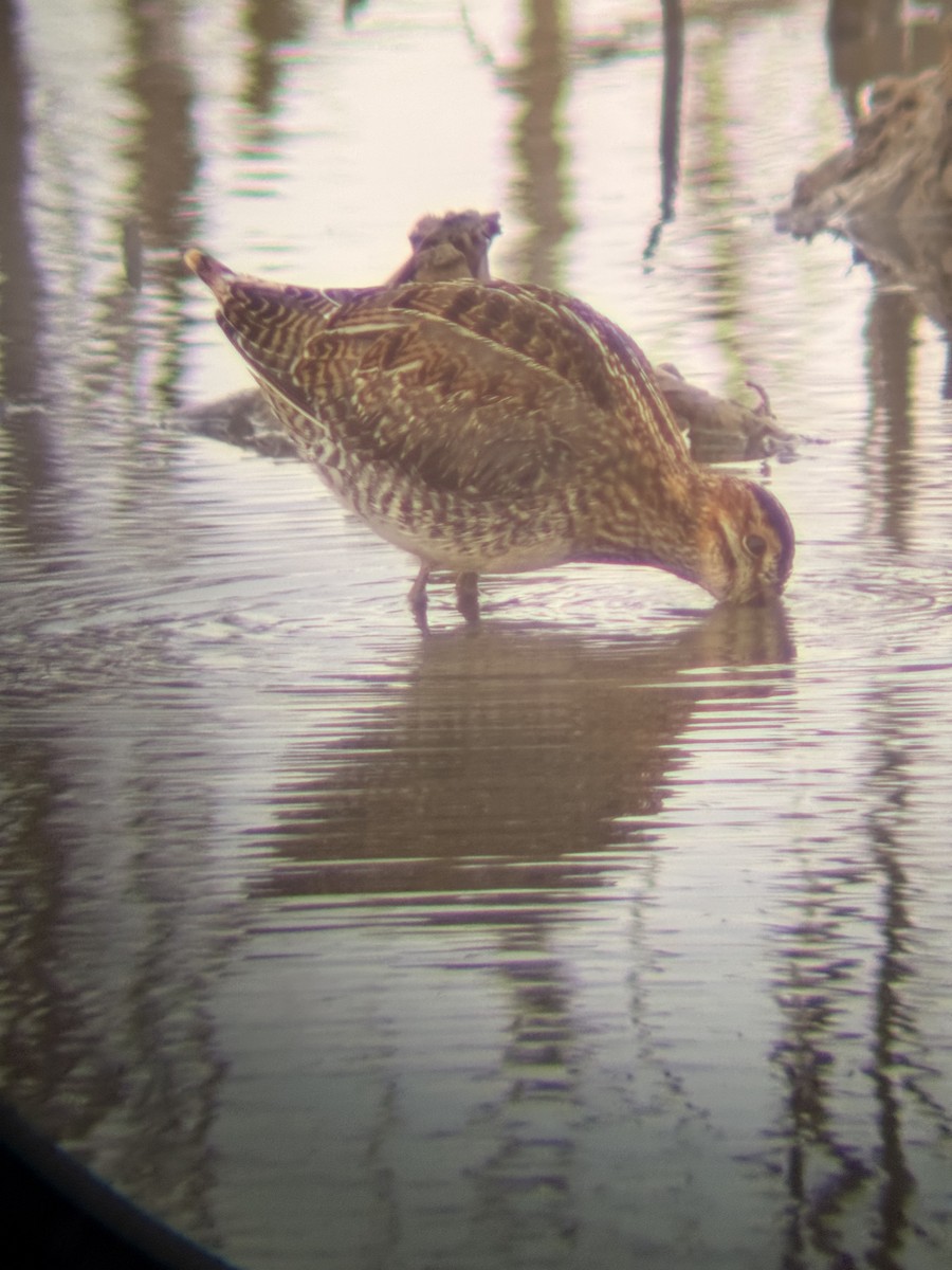 Wilson's Snipe - ML646046614