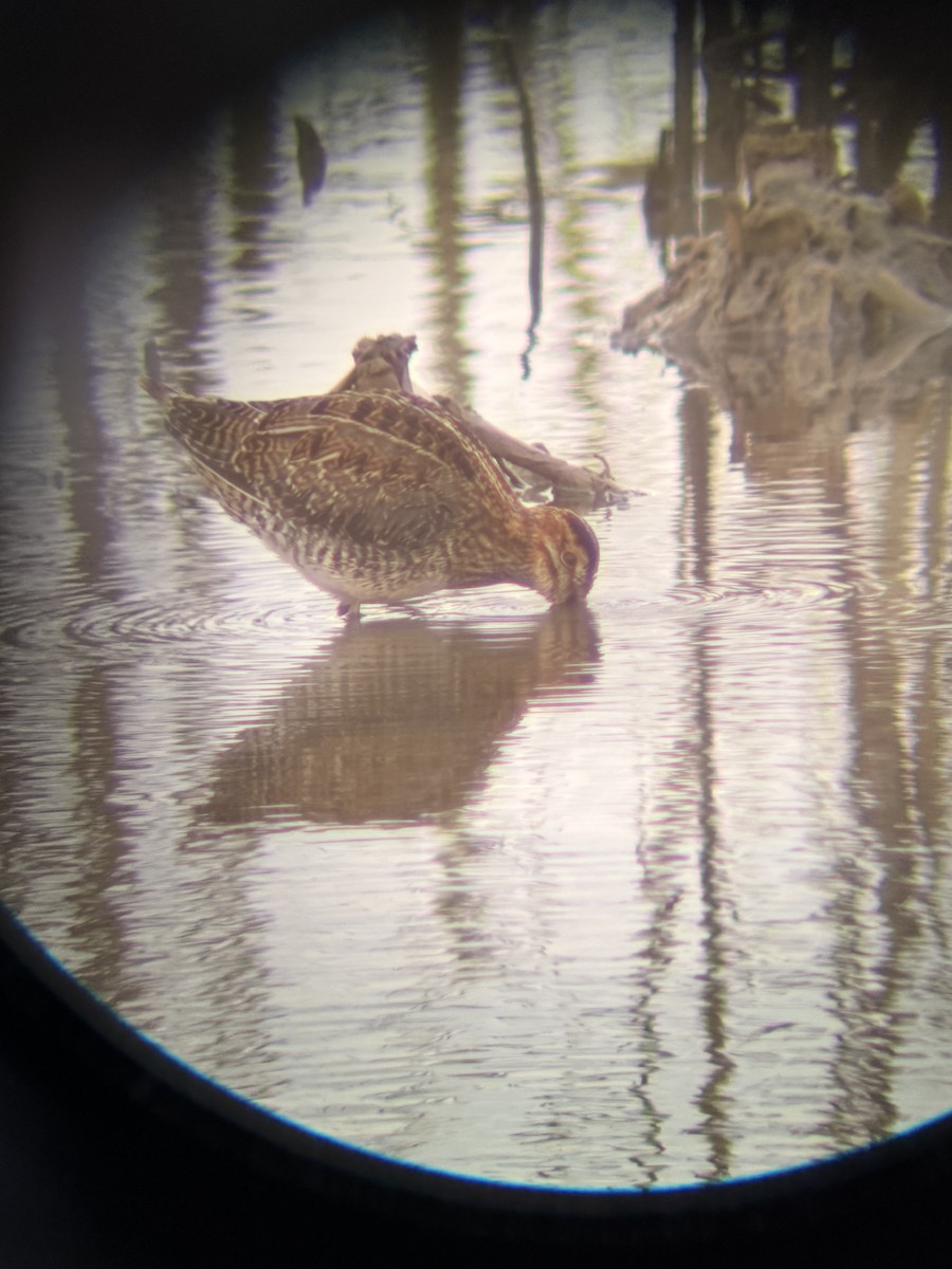 Wilson's Snipe - ML646046615