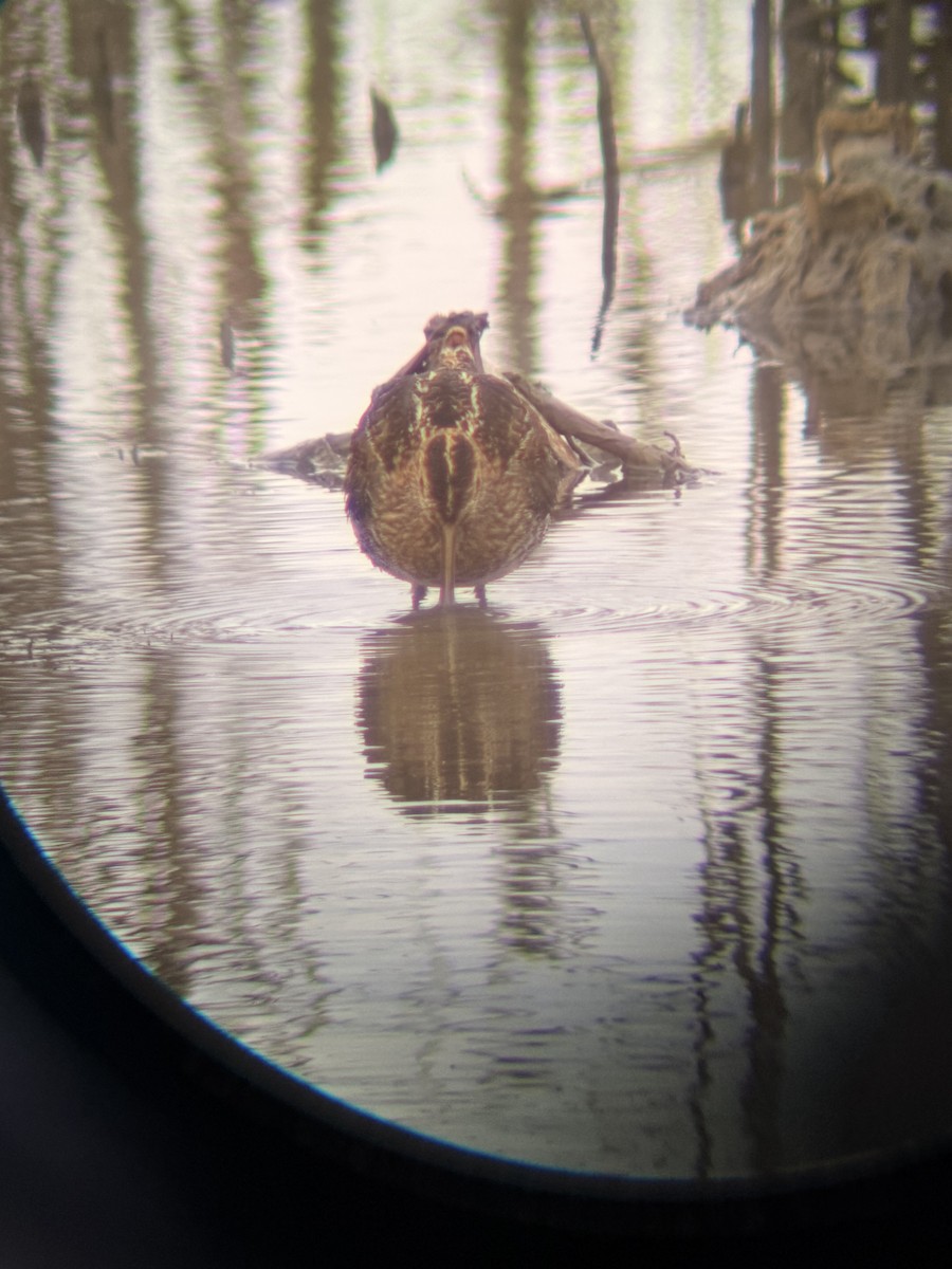Wilson's Snipe - ML646046616