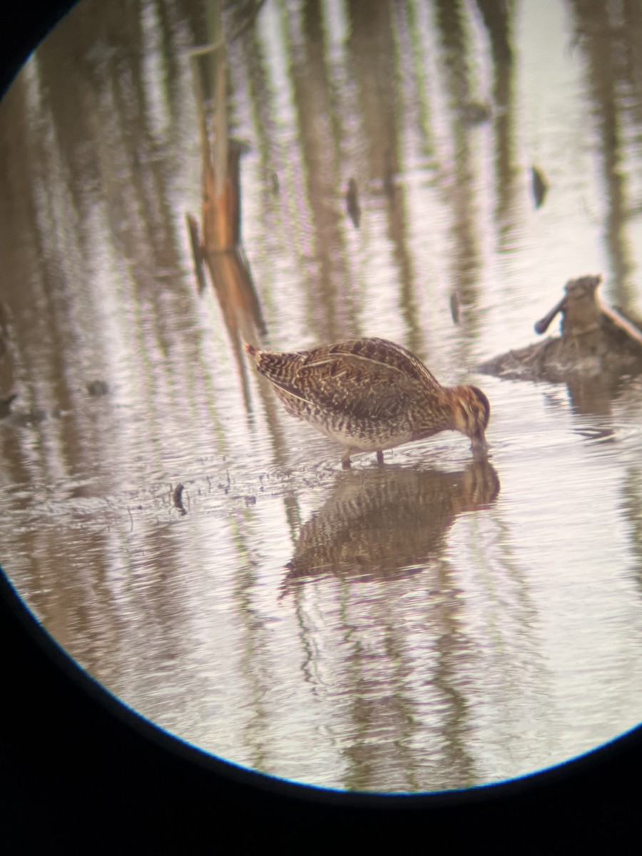Wilson's Snipe - ML646046617