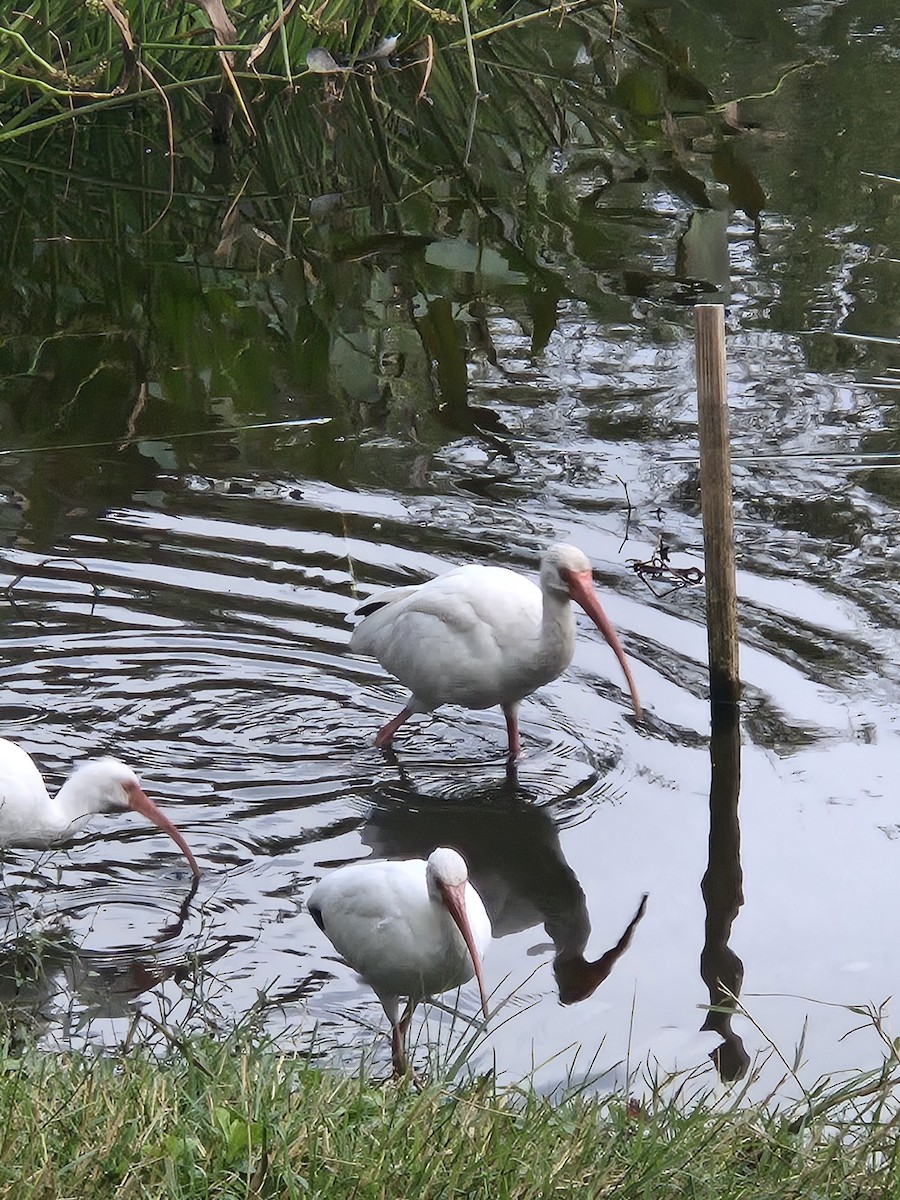 White Ibis - ML646046620