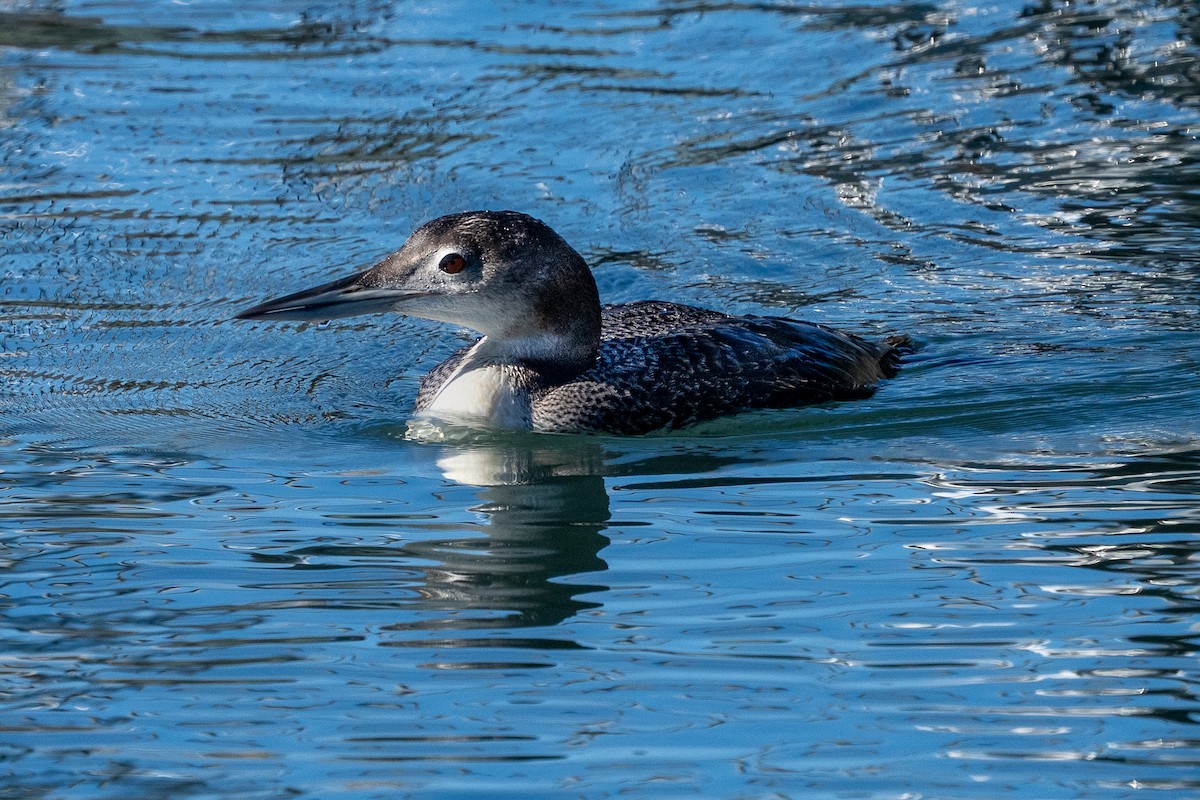 Common Loon - ML646046621
