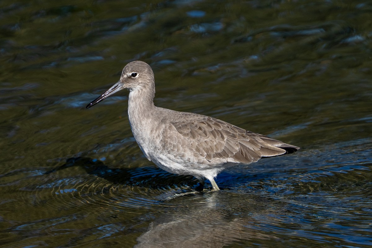 Willet - ML646046622