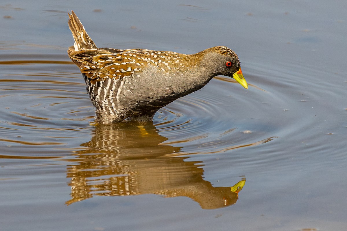 Australian Crake - ML646046623