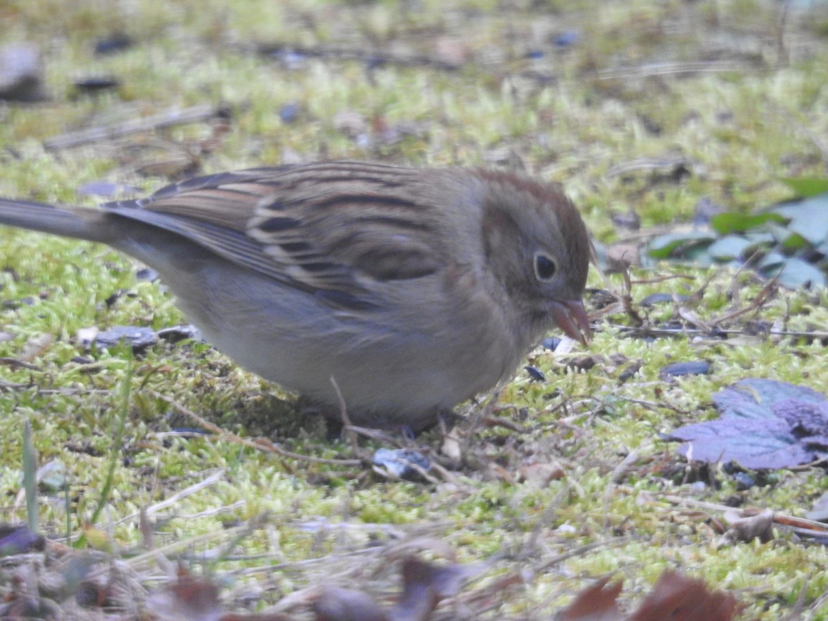 Field Sparrow - ML646046624