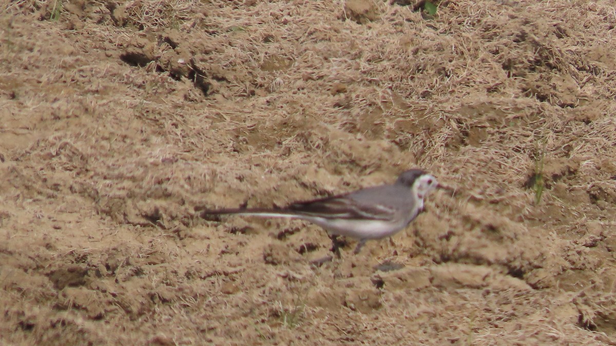 Western Yellow Wagtail - ML646046625