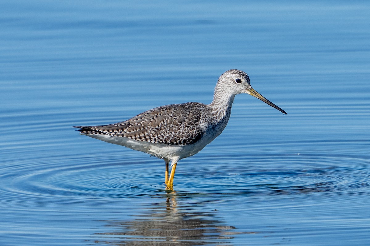 Greater Yellowlegs - ML646046626