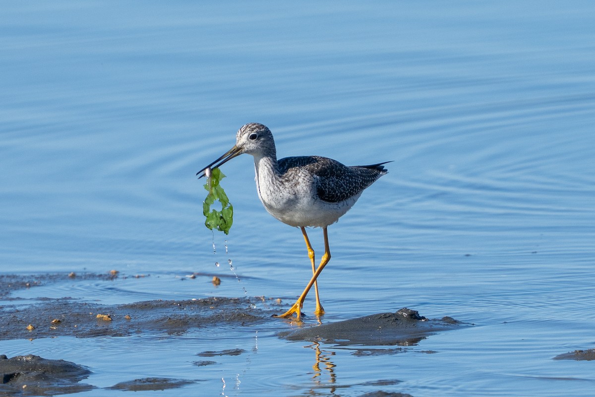 Greater Yellowlegs - ML646046627