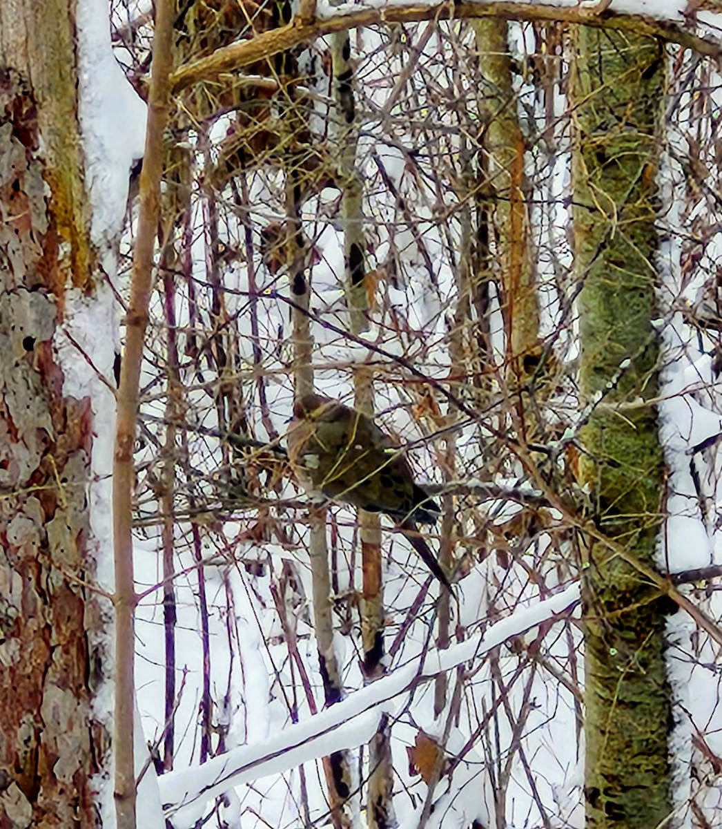 Mourning Dove - ML646046628