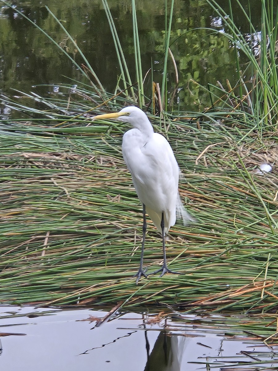Great Egret - ML646046629