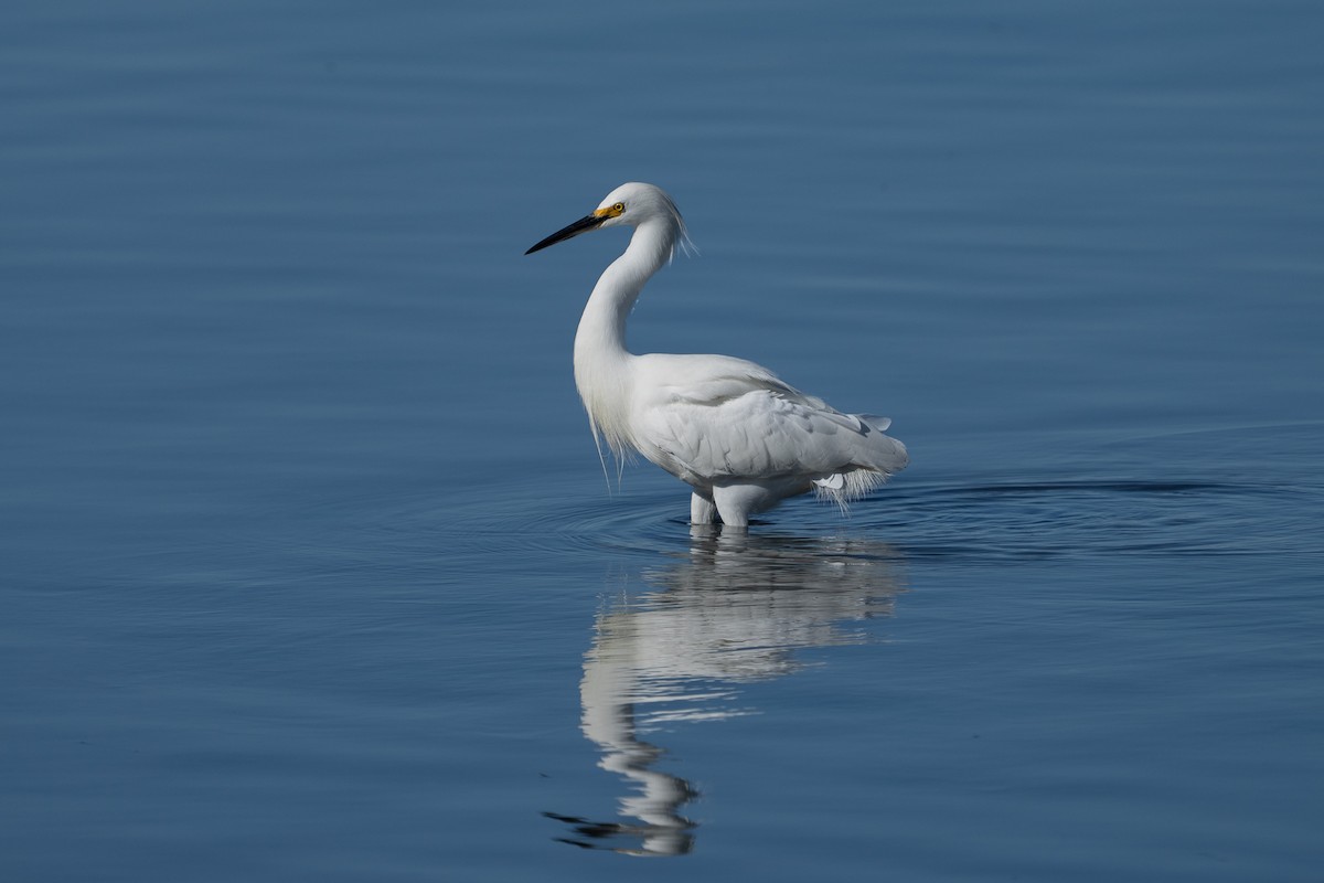 Snowy Egret - ML646046631