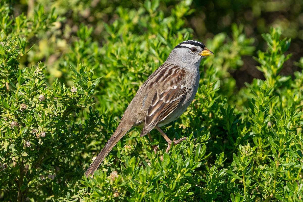 White-crowned Sparrow - ML646046632