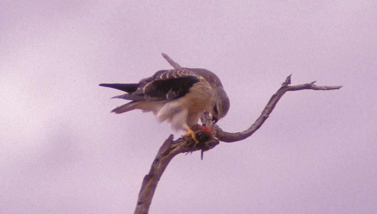 Black-winged Kite - ML646046633