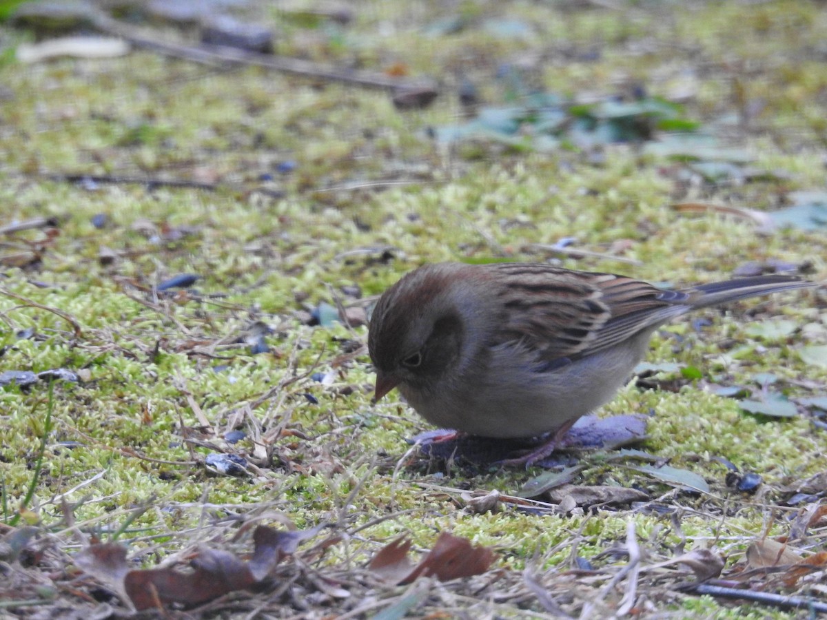 Field Sparrow - ML646046635