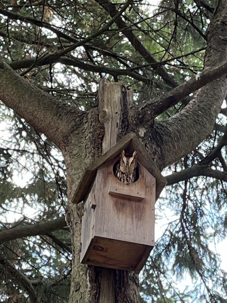 Eastern Screech-Owl - ML646046637