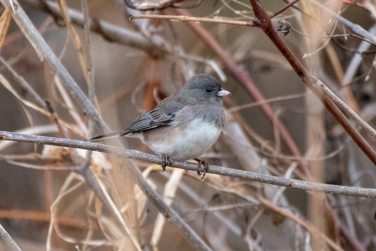 Dark-eyed Junco (Slate-colored) - ML646046638