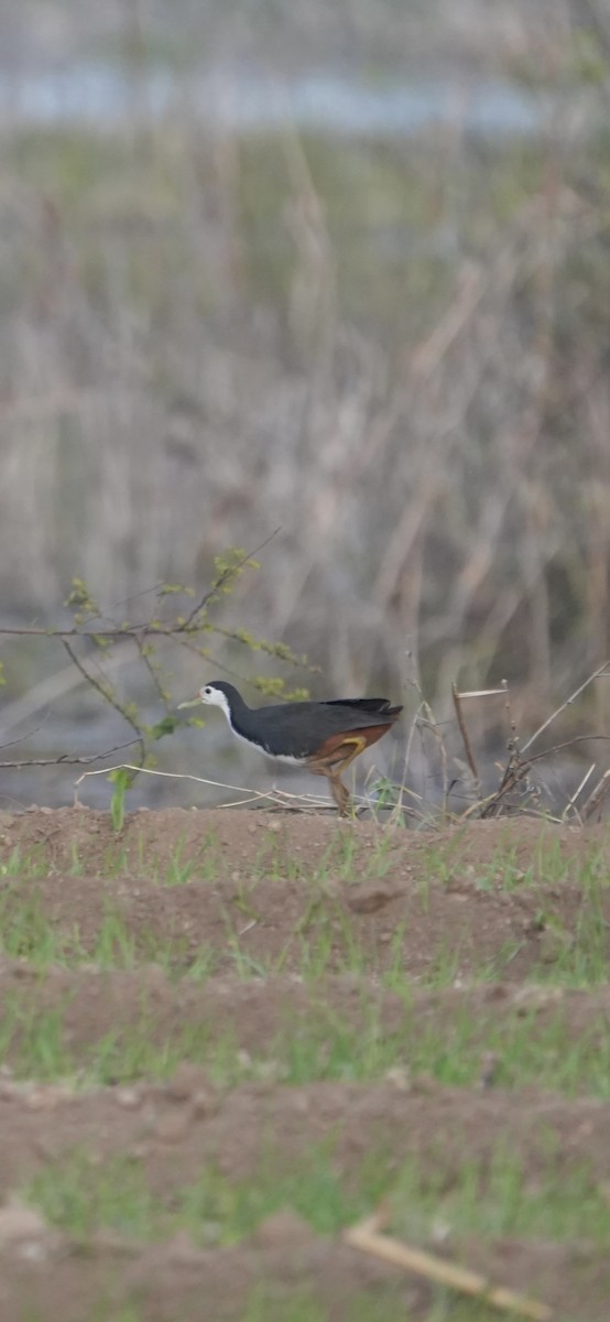 White-breasted Waterhen - ML646046639