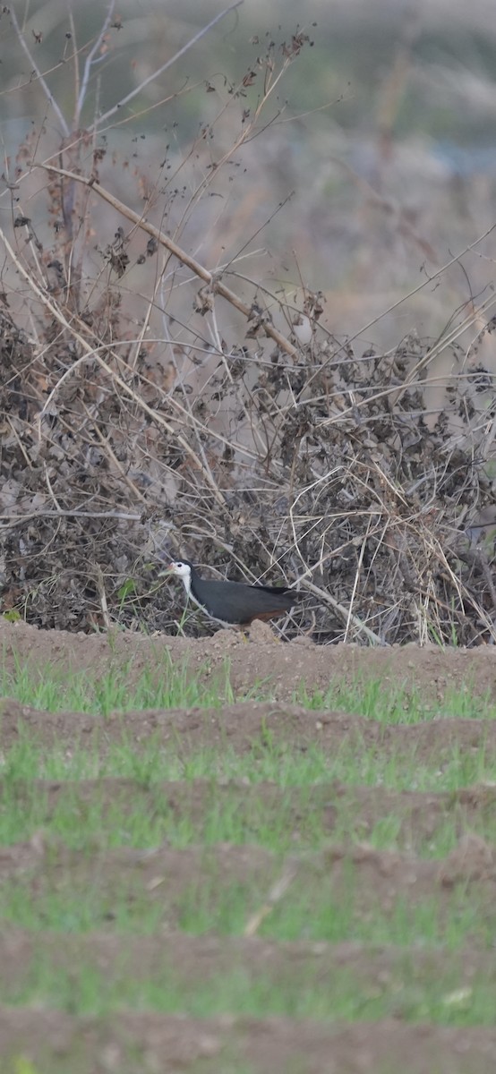 White-breasted Waterhen - ML646046640