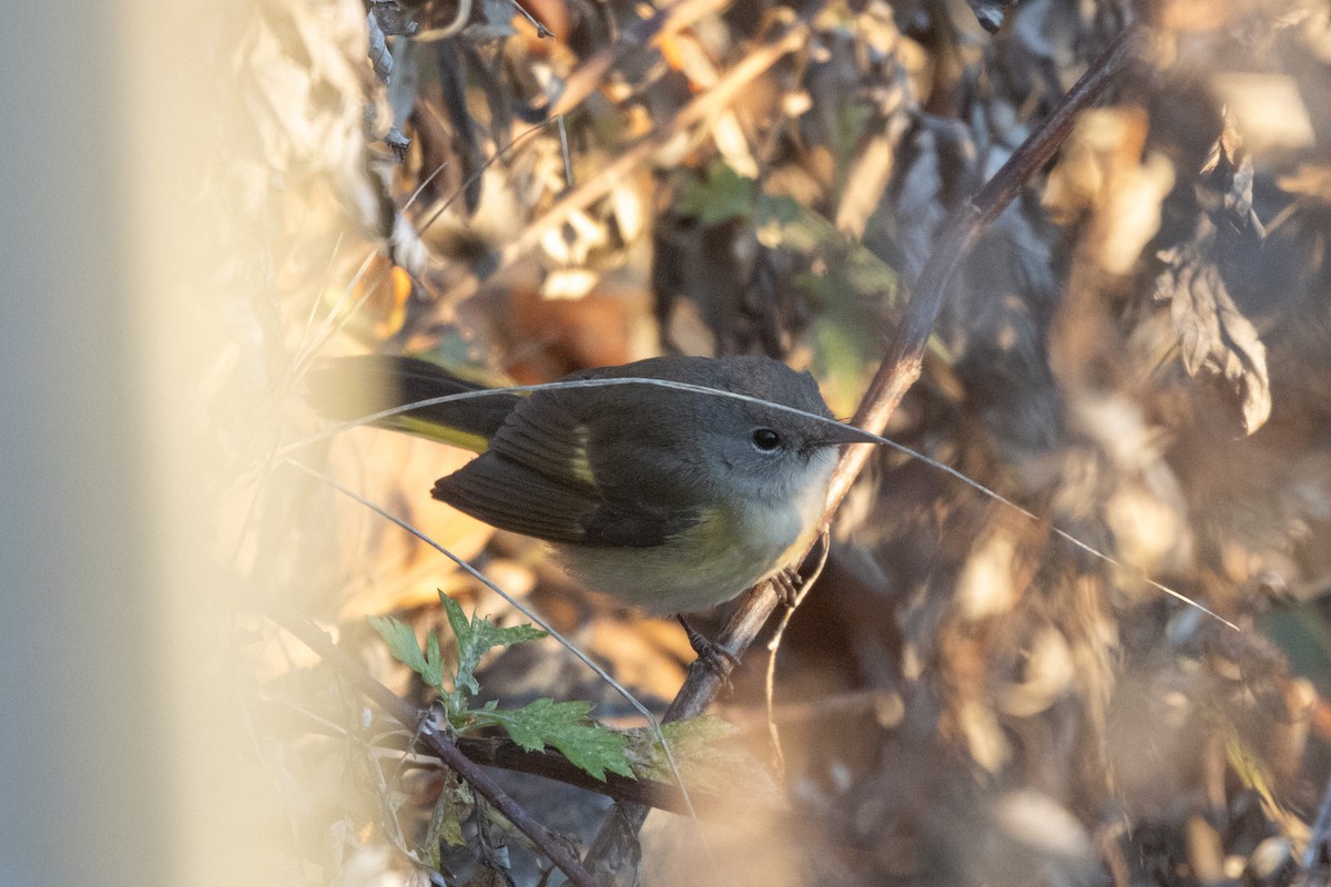 Пісняр горихвістковий - ML646046641
