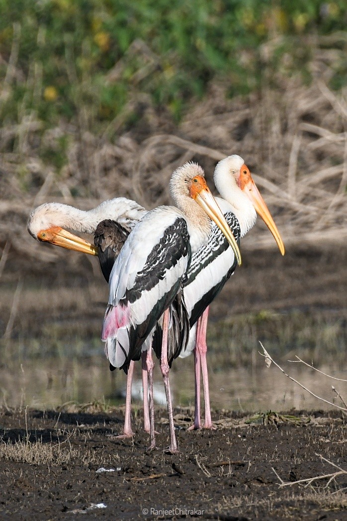 Painted Stork - ML646046643