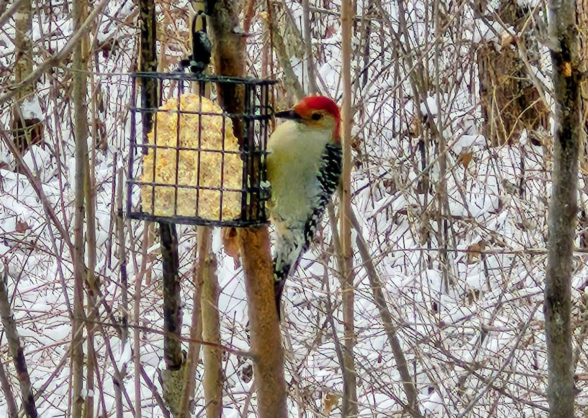 Red-bellied Woodpecker - ML646046644