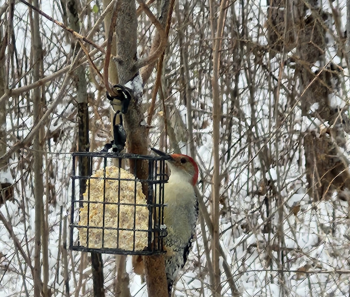 Red-bellied Woodpecker - ML646046645