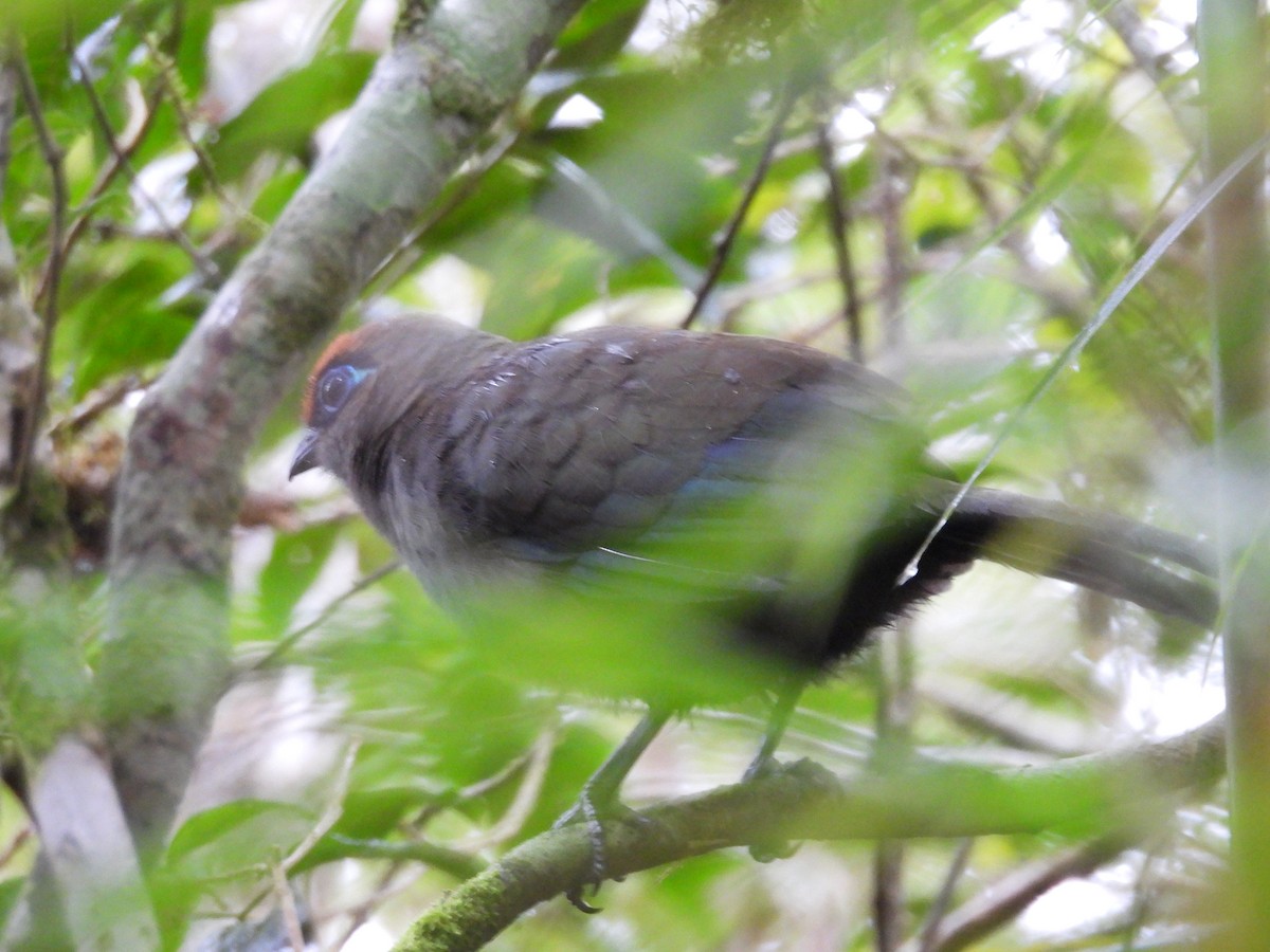 Red-fronted Coua - ML646046647