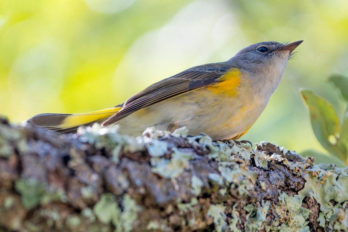 American Redstart - ML646046648