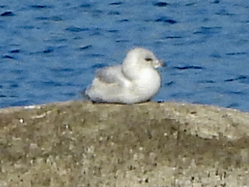 Short-billed Gull - ML646046650
