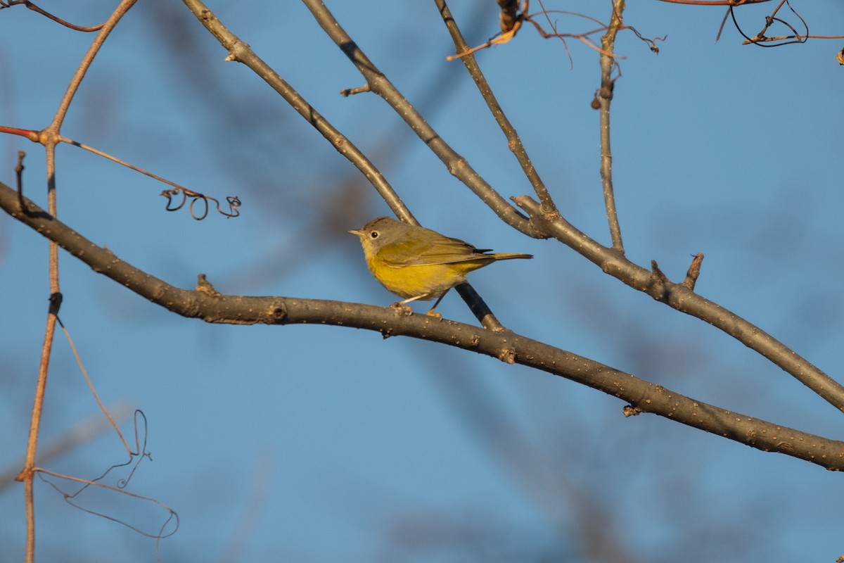 Nashville Warbler - ML646046651