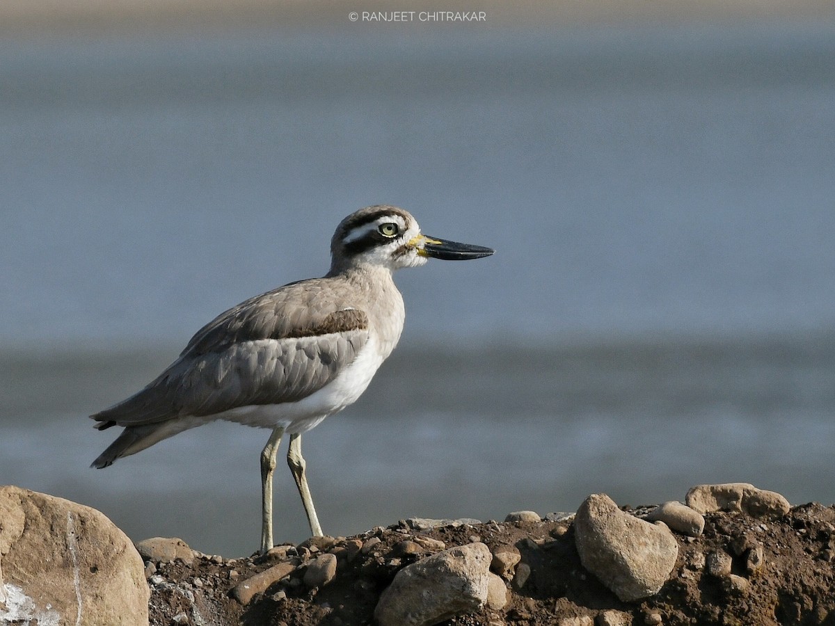Great Thick-knee - ML646046652