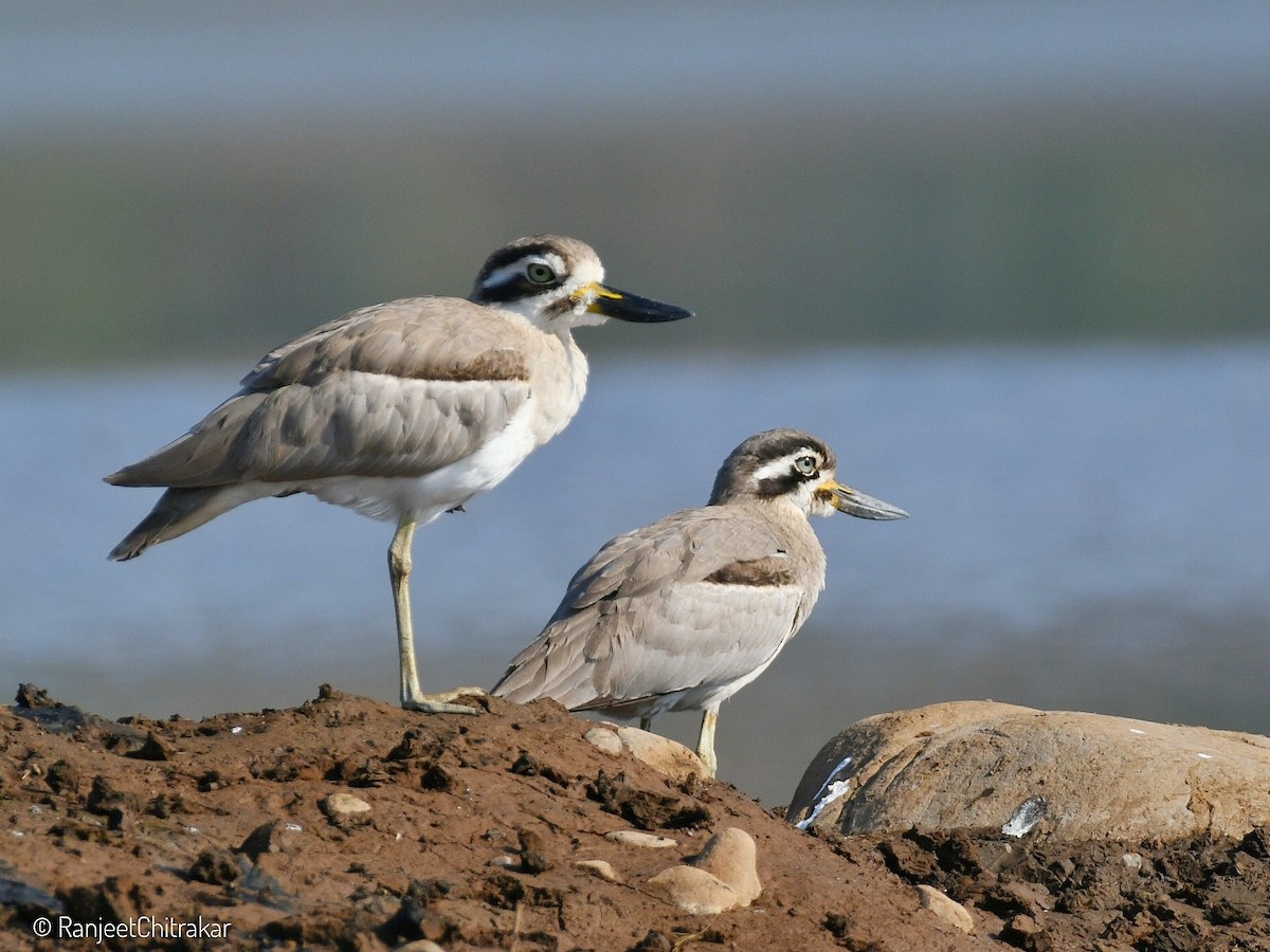 Great Thick-knee - ML646046653