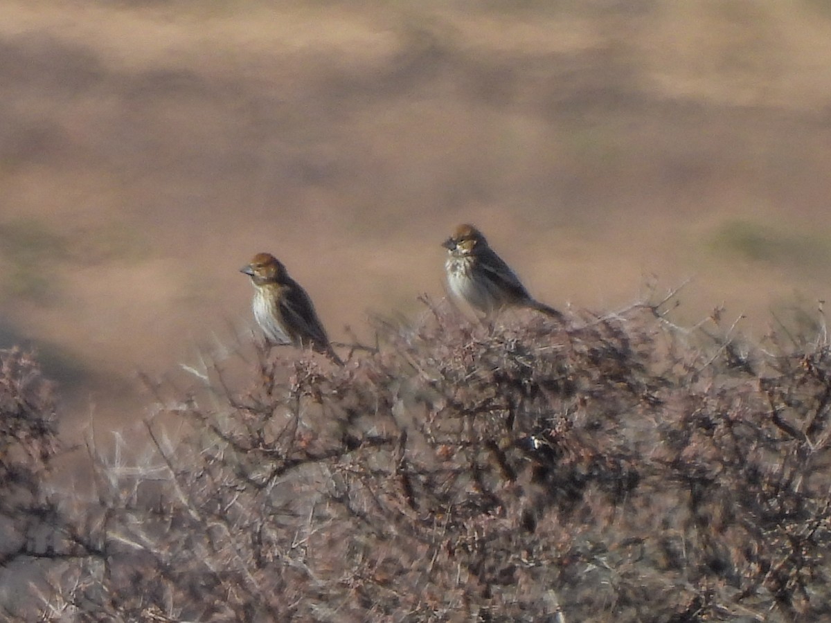 Жаворонковая овсянка - ML646046657