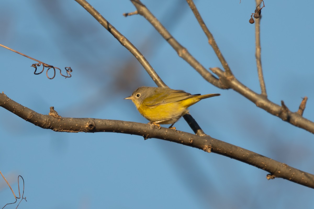 Nashville Warbler - ML646046658
