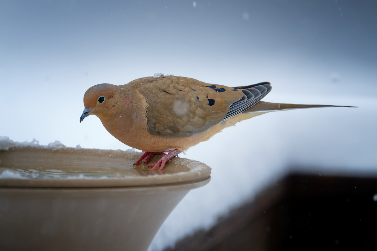 ナゲキバト - ML646046661