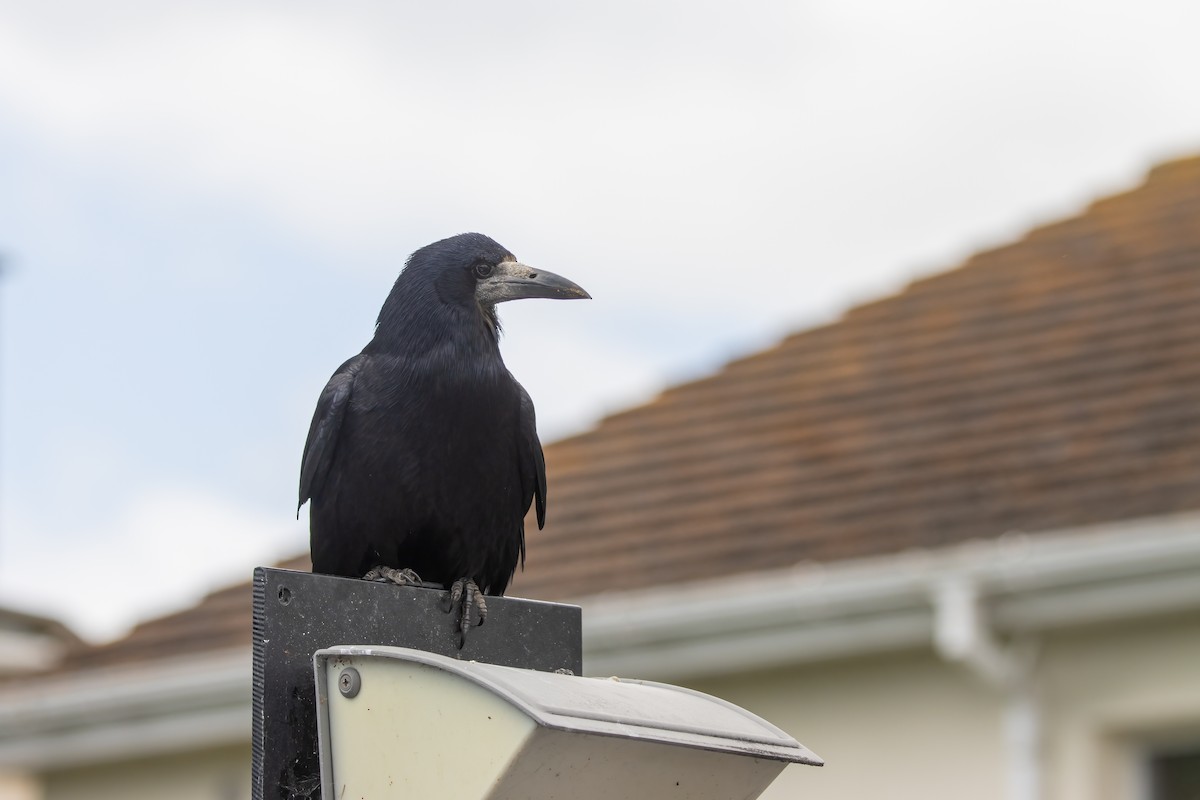 Ekin Kargası - ML646046664