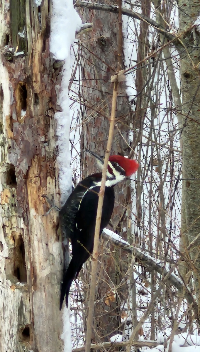 エボシクマゲラ - ML646046667