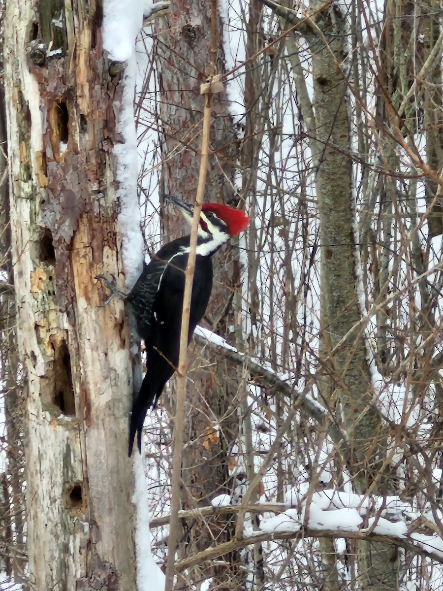 エボシクマゲラ - ML646046668