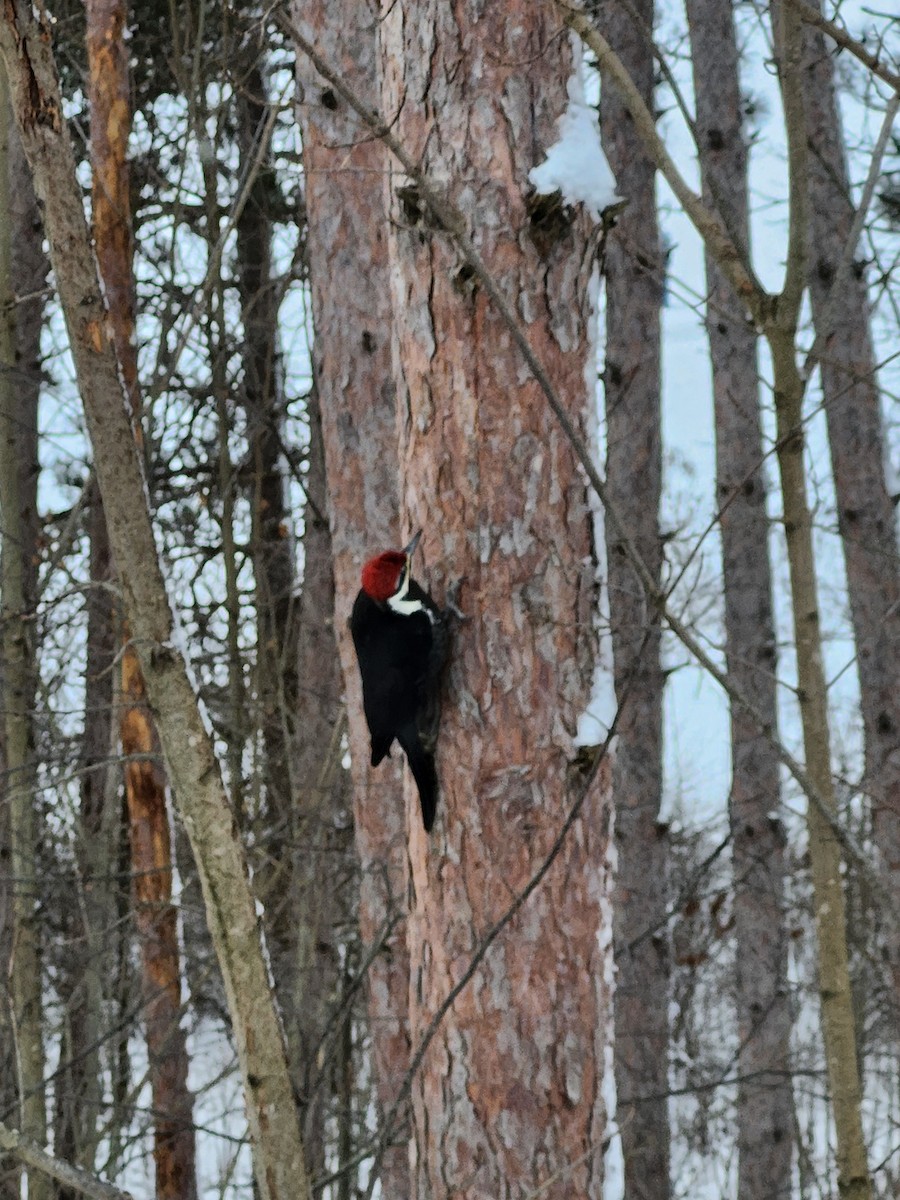 エボシクマゲラ - ML646046669