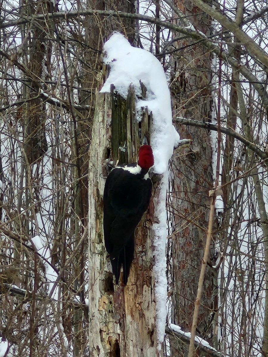 エボシクマゲラ - ML646046670